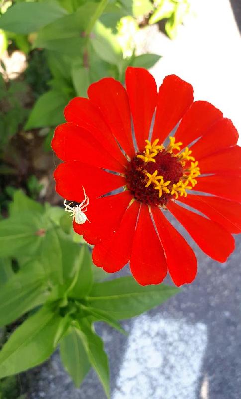 dezvoltare personala